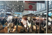 Salon de l’agriculture : veaux, vaches, cochons ? Non ! Moutons, vaches, percherons !