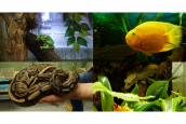 Poissons, tortues, serpents : le refuge des 2 écailles recueille de petits animaux, bien particuliers